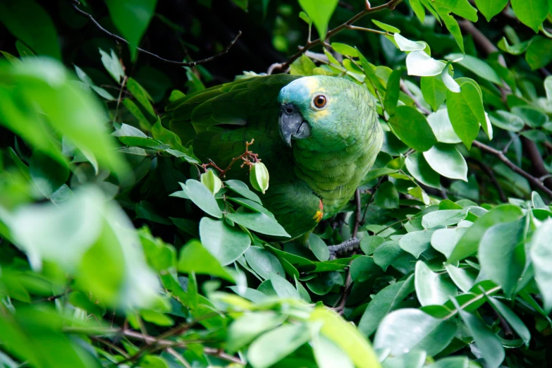 a green parrot sitting on top of a tree branch, pexels contest winner, hurufiyya, overgrown foliage, birdseye view, covered in plants, sheltering under a leaf