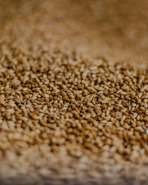 a pile of wheat sitting on top of a wooden table, detailed product image, malt, multiple stories, moist brown carpet