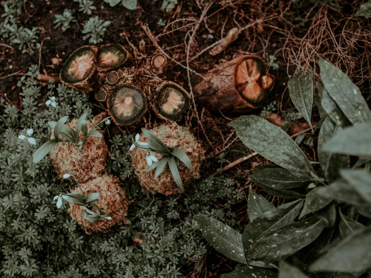 a bunch of nuts that are laying on the ground, an album cover, by Elsa Bleda, unsplash, land art, fungus and plants, background image, in the jungle. bloom, puffballs