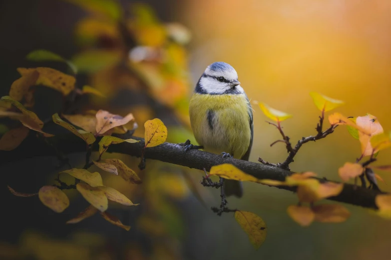 a small bird sitting on top of a tree branch, by Antoni Brodowski, unsplash contest winner, silver and yellow color scheme, autumn, “portrait of a cartoon animal, 5 0 0 px models