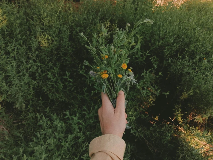 a person holding a bunch of flowers in their hand, inspired by Elsa Bleda, trending on unsplash, realism, green meadow, herbs, background image