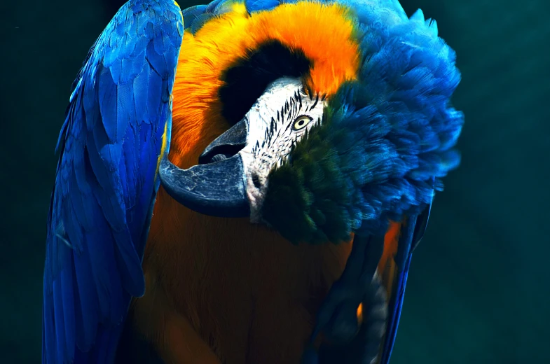 a close up of a blue and yellow parrot's head, inspired by Charles Bird King, pexels contest winner, art photography, orange and blue, doing a majestic pose, with cinematic colour palette, fine art print