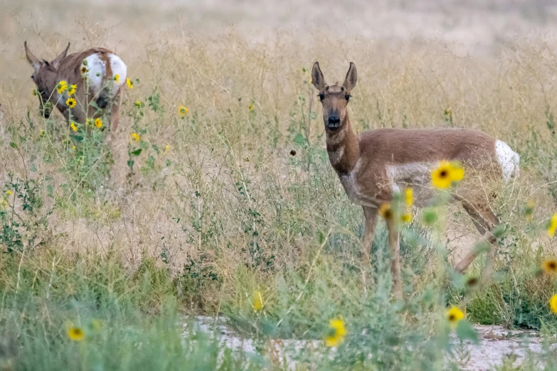 a couple of antelope standing on top of a grass covered field, by Linda Sutton, unsplash, renaissance, wildflowers and grasses, wyoming, 2 0 2 2 photo, fan favorite