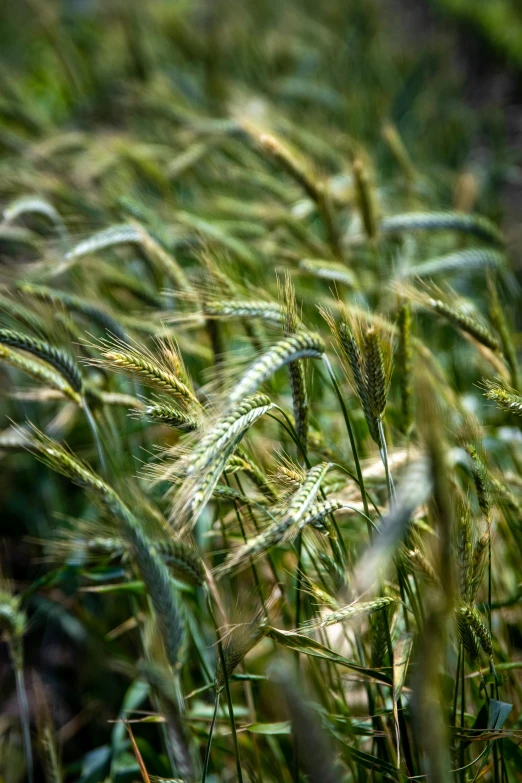 a close up of a field of green grass, by David Simpson, vast wheat fields, malt, candid photograph, ears