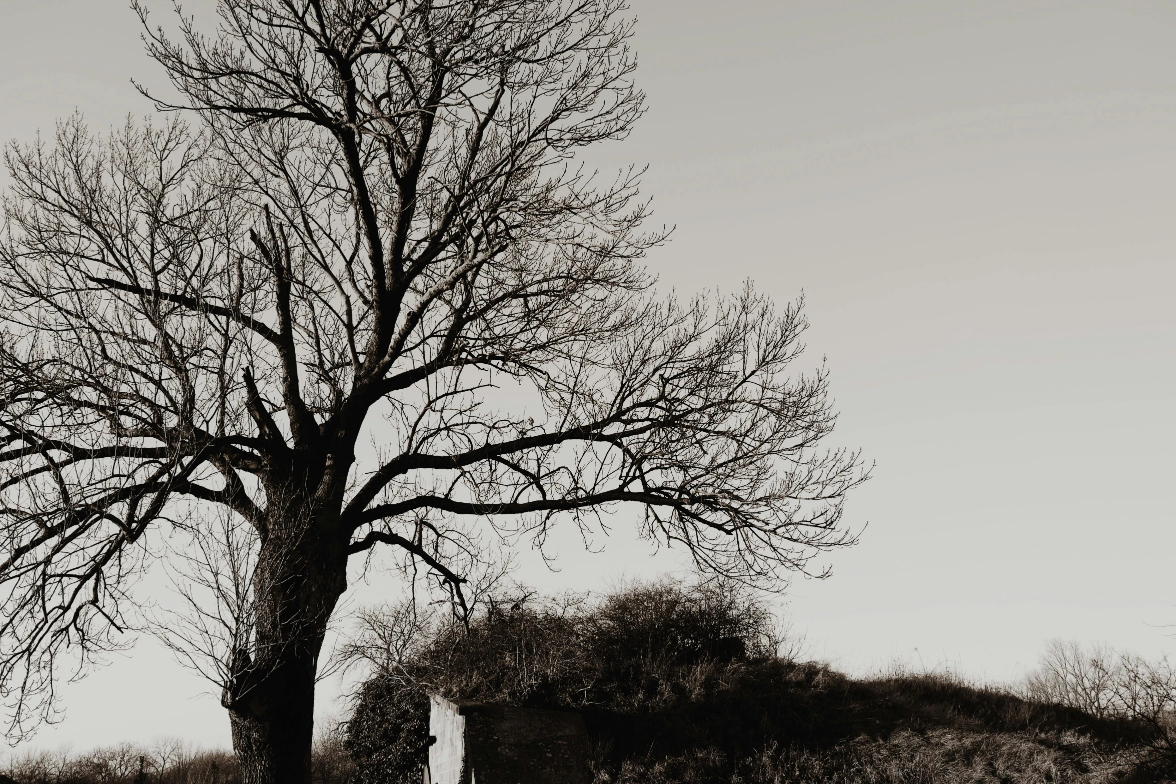 a black and white photo of a tree and a bench, a black and white photo, unsplash, old ruins tower, background image