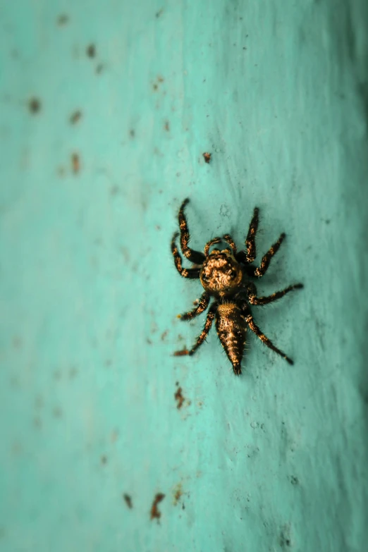 a close up of a spider on a wall, by Elsa Bleda, turquoise, a small, photo”