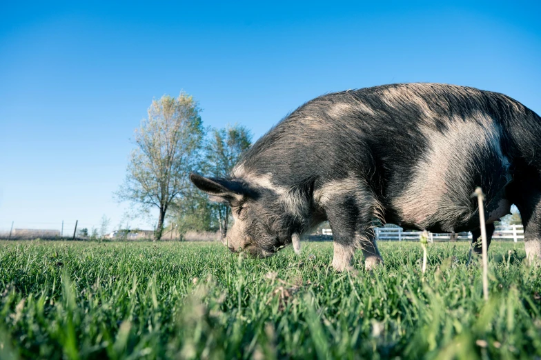 a pig standing on top of a lush green field, profile image