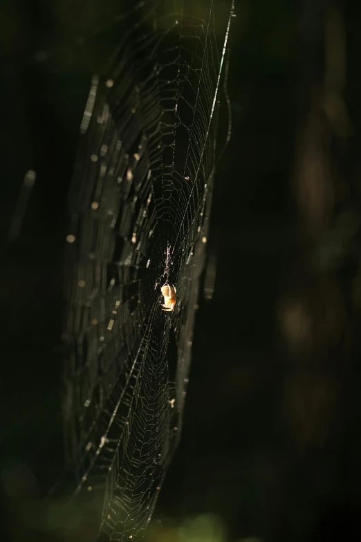 a spider that is sitting in the middle of a web, by Attila Meszlenyi, in a dark forest low light, today\'s featured photograph 4k, medium format. soft light, carson ellis