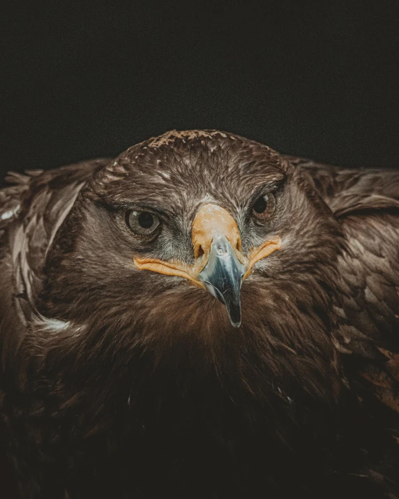 a close up of a bird of prey, a portrait, by Adam Marczyński, pexels contest winner, portrait of rugged zeus, museum quality photo, multiple stories, portrait featured on unsplash