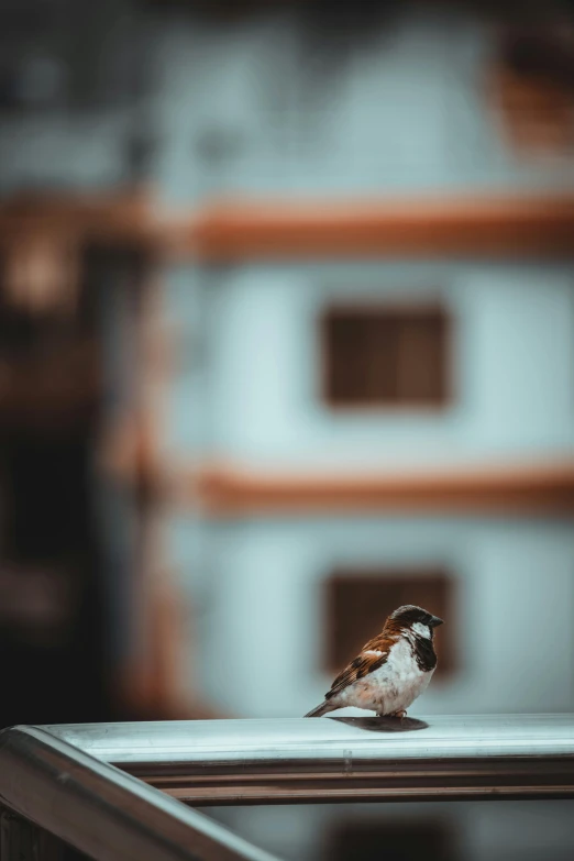 a small bird sitting on top of a window sill, by Ibrahim Kodra, pexels contest winner, sitting on a miniature city, looking at camera!!!, canvas, multiple stories