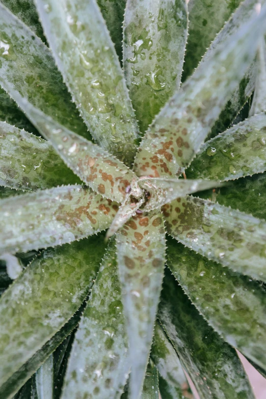 a close up of a plant with green leaves, spiky skin, crystalized, foam, ready to eat