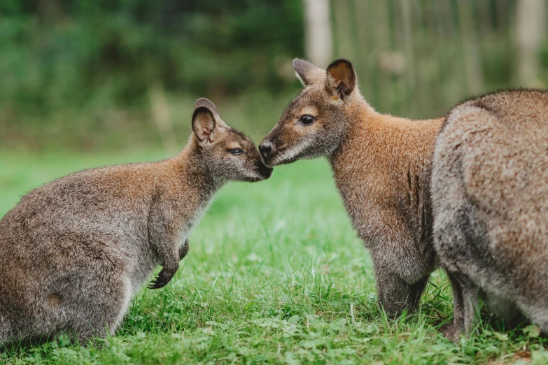 a couple of animals standing on top of a lush green field, tamborine, up close picture, jen atkin, museum quality photo