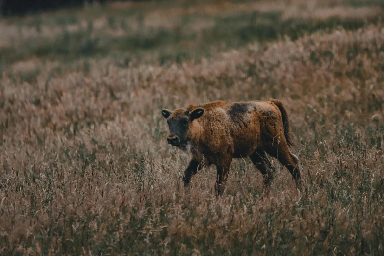 a brown cow standing on top of a grass covered field, by Emma Andijewska, unsplash contest winner, renaissance, a minotaur wolf, hd footage, rocky grass field, low-key