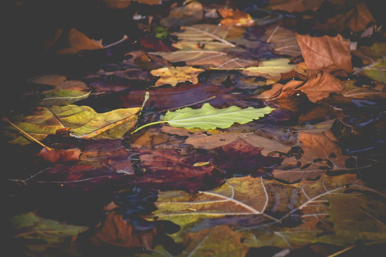 a bunch of leaves laying on the ground, a mosaic, by Niko Henrichon, pexels, brown water, varied colors, thumbnail, woodland