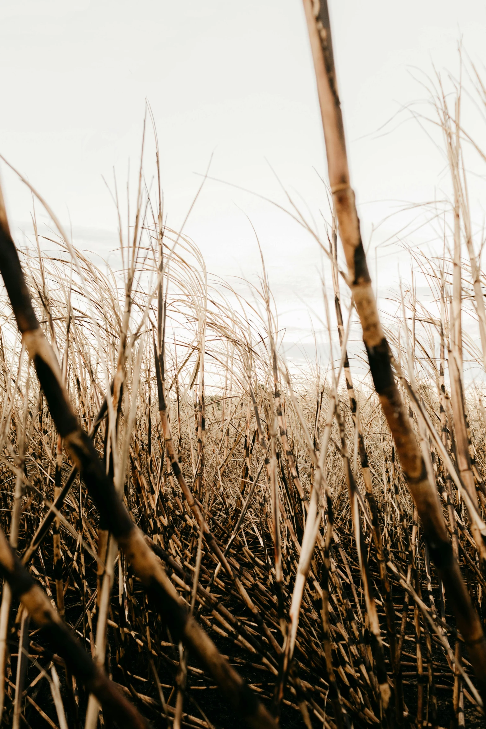 a fire hydrant sitting in the middle of a field, by Daniel Lieske, trending on unsplash, tall grown reed on riverbank, bamboo, 4 k cinematic photo, detailed abstract