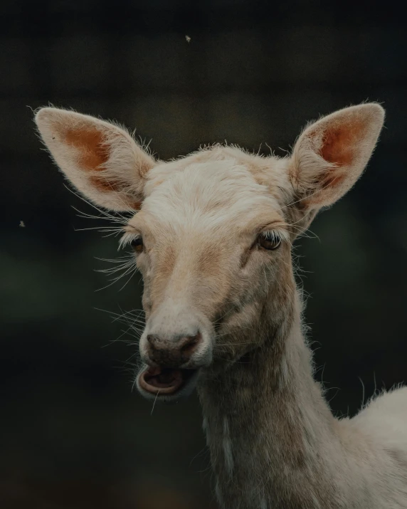 a close up of a goat with a blurry background, inspired by Elke Vogelsang, pexels contest winner, albino, gif, grimacing, aaaaaaaaaaaaaaaaaaaaaa