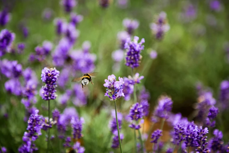 a bee sitting on top of a purple flower, by Carey Morris, pexels contest winner, bees flying, lavender, 🦩🪐🐞👩🏻🦳, australian wildflowers