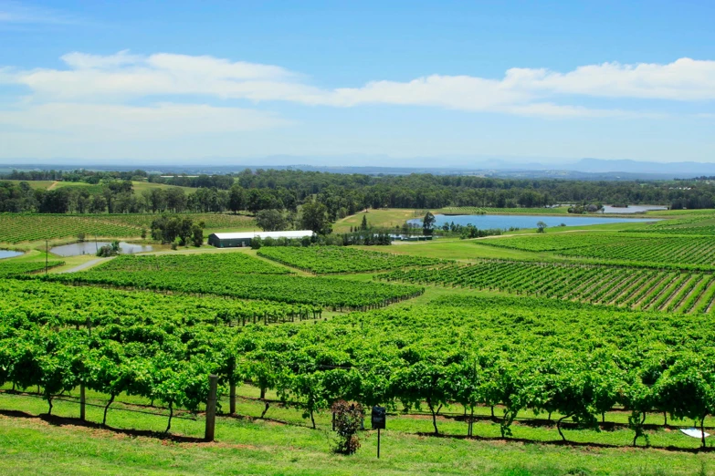 a vineyard with rows of vines in the foreground, by Elizabeth Durack, pexels contest winner, panorama distant view, lakes, tamborine, a green
