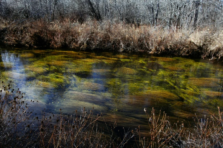 a stream running through a lush green forest, inspired by Ethel Schwabacher, environmental art, yellow infrared, in an icy river, phragmites, 2022 photograph