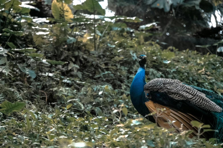 a peacock standing on top of a lush green field, pexels contest winner, hurufiyya, in jungle forest, blue, birds are all over the ground, 🦩🪐🐞👩🏻🦳