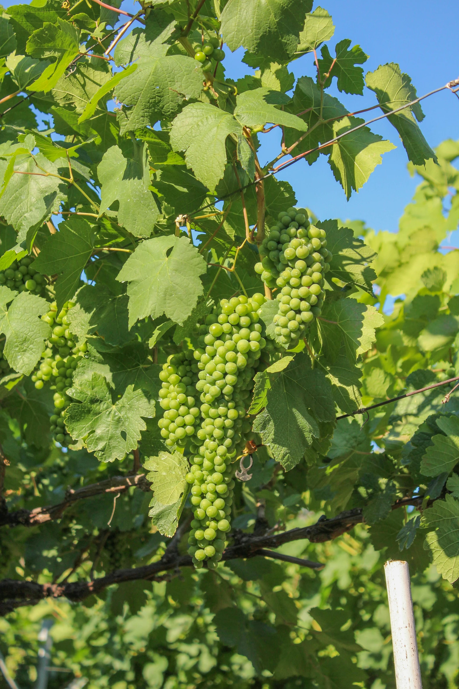 a bunch of green grapes hanging from a tree, award-winning crisp details”, overgrown vines, sky, promo image