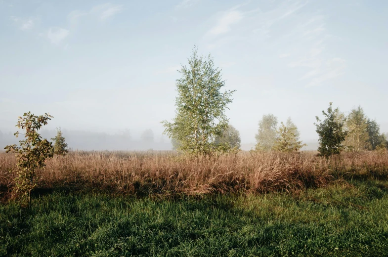 a red fire hydrant sitting on top of a lush green field, an album cover, by Attila Meszlenyi, land art, foggy photo 8 k, birches, phragmites, late summer evening