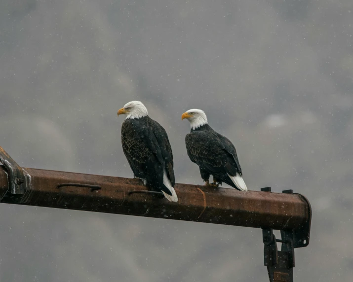 two bald eagles sitting on top of a pipe, pexels contest winner, on a rainy day, with a roof rack, with snow on its peak, 🦩🪐🐞👩🏻🦳