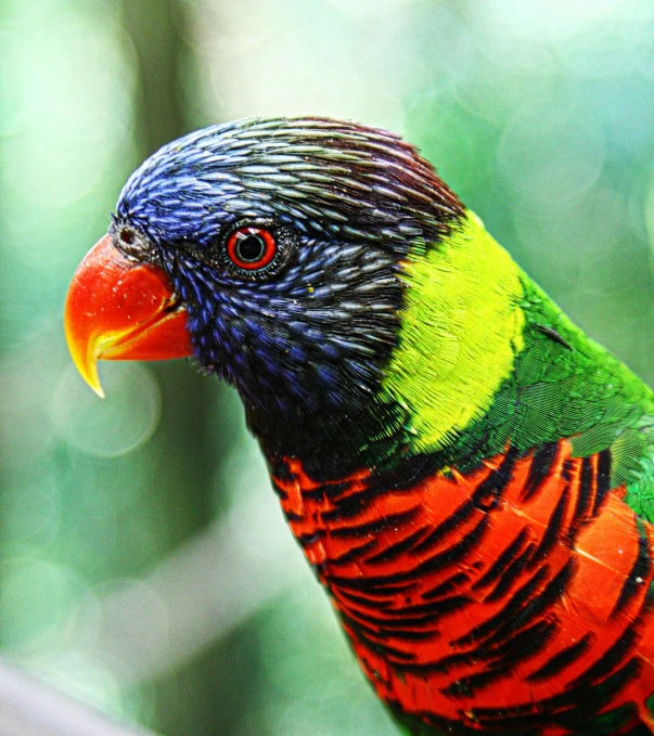 a colorful bird sitting on top of a window sill, a portrait, by Elizabeth Durack, pexels, hurufiyya, vibrantly lush, bird\'s eye view, breathtaking face, australia