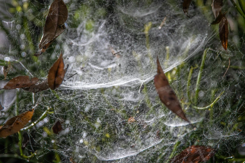 a spider web in the middle of some leaves, by Daniel Lieske, net art, fan favorite, 2022 photograph, moulting, low detail