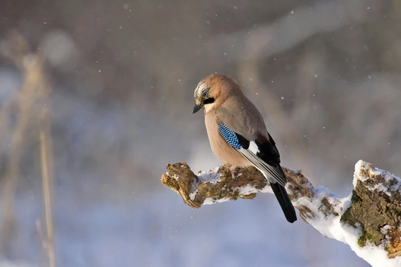 a bird sitting on a branch in the snow, blue and grey, slide show, avatar image, wildlife photograph