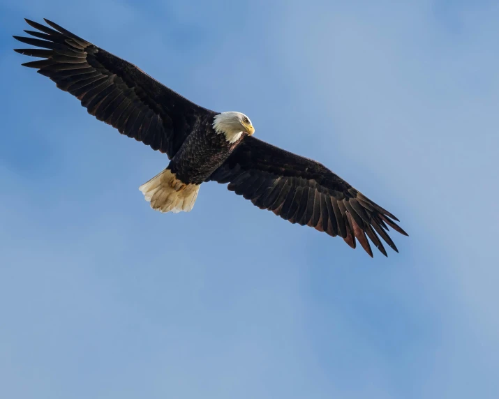 a bald eagle flying through a blue sky, pexels contest winner, fan favorite, black, slide show, full frame