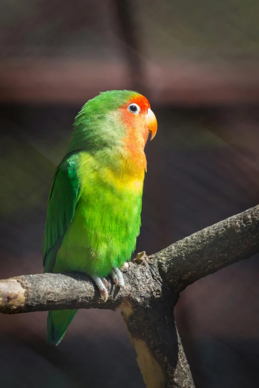 a colorful bird sitting on top of a tree branch, a portrait, trending on pexels, fluffy green belly, pet animal, multiple stories, colorful”