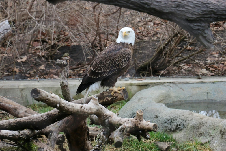 a bald eagle sitting on top of a tree branch, pexels contest winner, hurufiyya, in the zoo exhibit, cornell, standing on rocky ground, from wheaton illinois