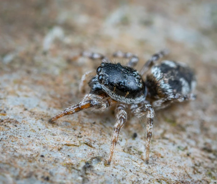 a close up of a jumping spider on a rock, unsplash, gray mottled skin, detailed high resolution, shiny silver, macro 8mm photo