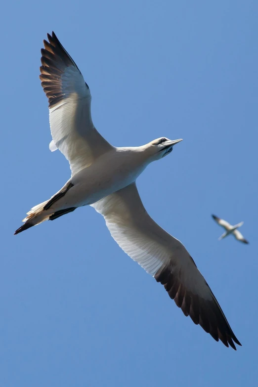 a flock of birds flying through a blue sky, a portrait, by David Budd, flickr, a blond, seagull, by greg rutkowski, two male