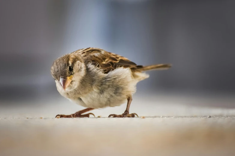 a small bird is standing on the ground, a portrait, pexels contest winner, photorealism, messy eater, with a pointed chin, amanda lilleston, immature