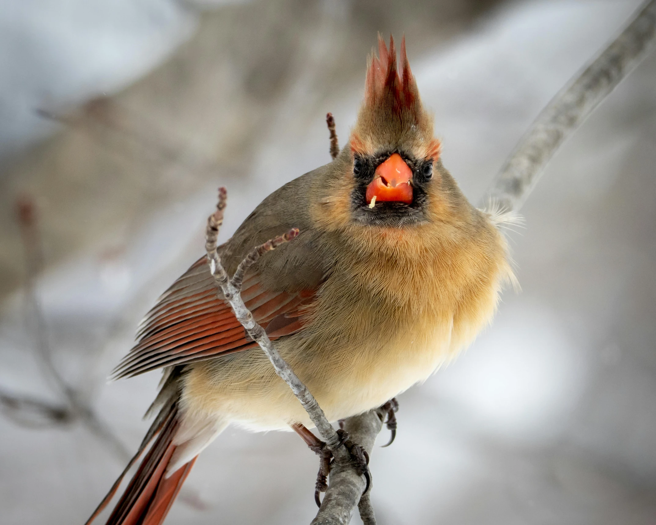 a close up of a bird on a tree branch, a portrait, by Jim Nelson, pexels contest winner, ethereal cardinal bird, young female, minn, very silly looking