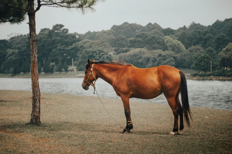 a brown horse standing next to a tree, unsplash contest winner, parks and lakes, sydney park, oversized_hindquarters, hoang long ly