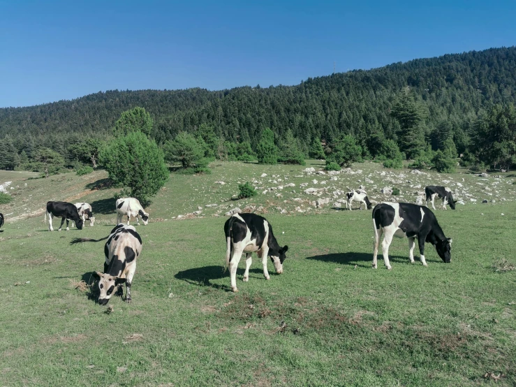 a herd of cows grazing on a lush green field, by Muggur, unsplash, les nabis, cyprus, 90s photo