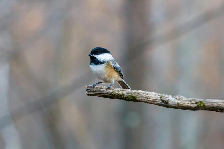 a small bird sitting on top of a tree branch, by David Garner, pexels contest winner, william penn state forest, puffy, small quills along it's back, various posed