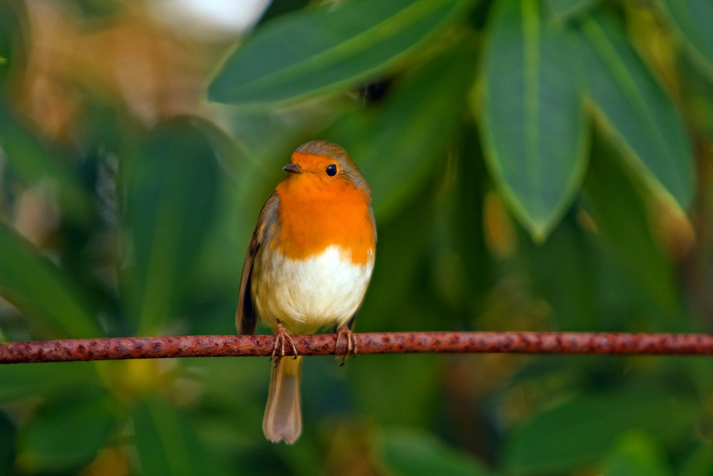 a small orange and white bird sitting on a wire, pexels contest winner, renaissance, emerald, robin, avatar image, 🦩🪐🐞👩🏻🦳