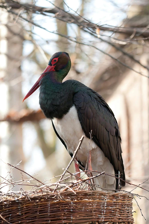 a black and white bird sitting on top of a nest, large red eyes, long neck, multi - coloured, on a branch