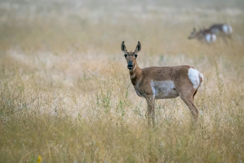 a deer that is standing in the grass, wyoming, sharp focus », fan favorite, male and female