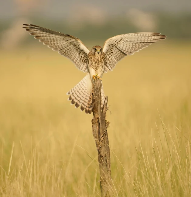 a bird sitting on top of a stick in a field, pexels contest winner, hurufiyya, raptor, wings spreading, high grain, on display