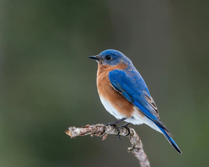 a small blue bird sitting on top of a tree branch, a portrait, by Neil Blevins, pexels contest winner, slide show, alabama, portrait of small, a brightly colored