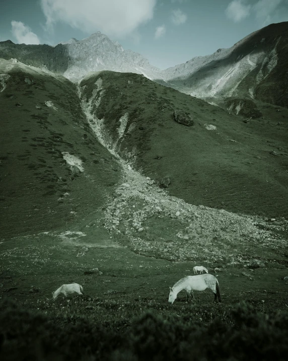 a herd of sheep grazing on a lush green hillside, a black and white photo, by Muggur, medium format, alessio albi, glacier, chamonix