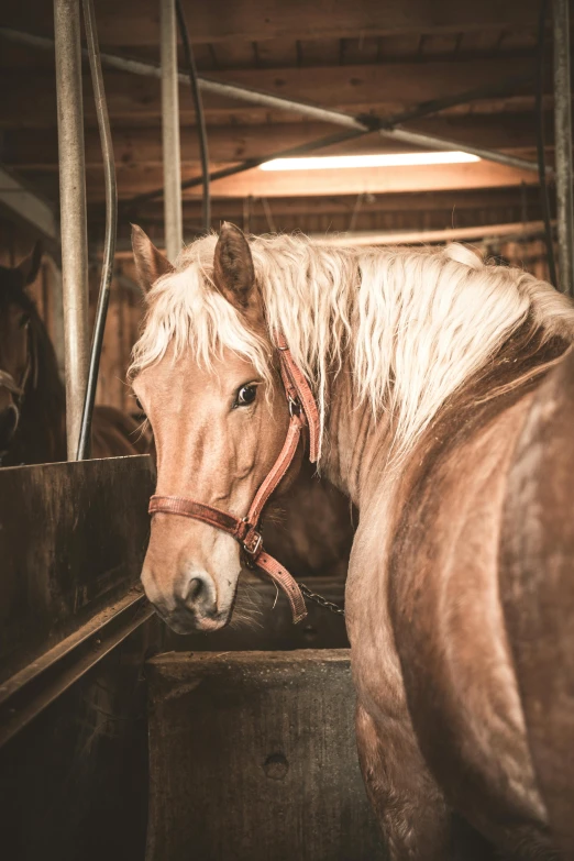 a couple of horses standing next to each other, by Daniel Lieske, trending on unsplash, renaissance, inside a barn, messy blond hair, vintage color photo, close - up photo