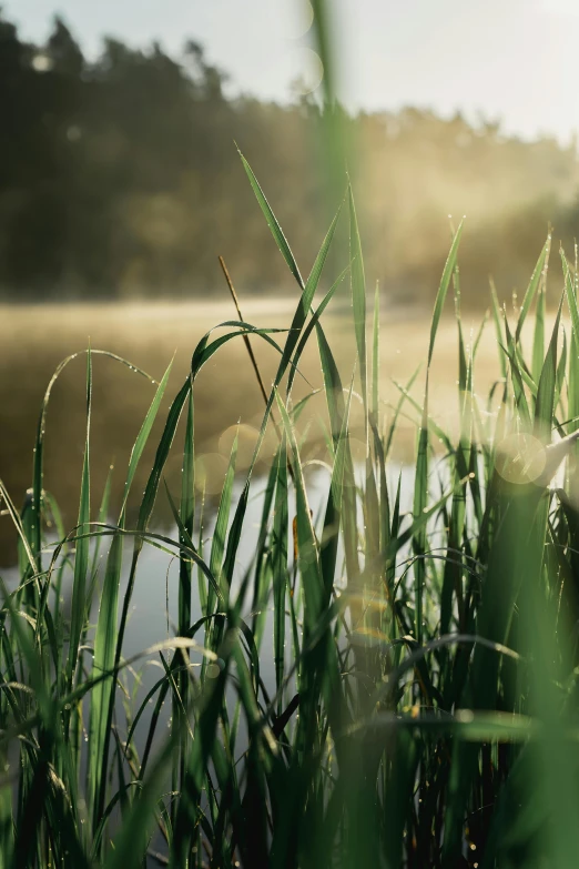 a bunch of tall grass next to a body of water, in the morning light, lakes, grass surrounding it, sun lit
