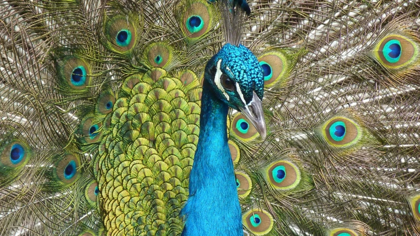 a close up of a peacock with lots of feathers, 🦩🪐🐞👩🏻🦳, avatar image, 2 0 1 0 photo, marketing photo