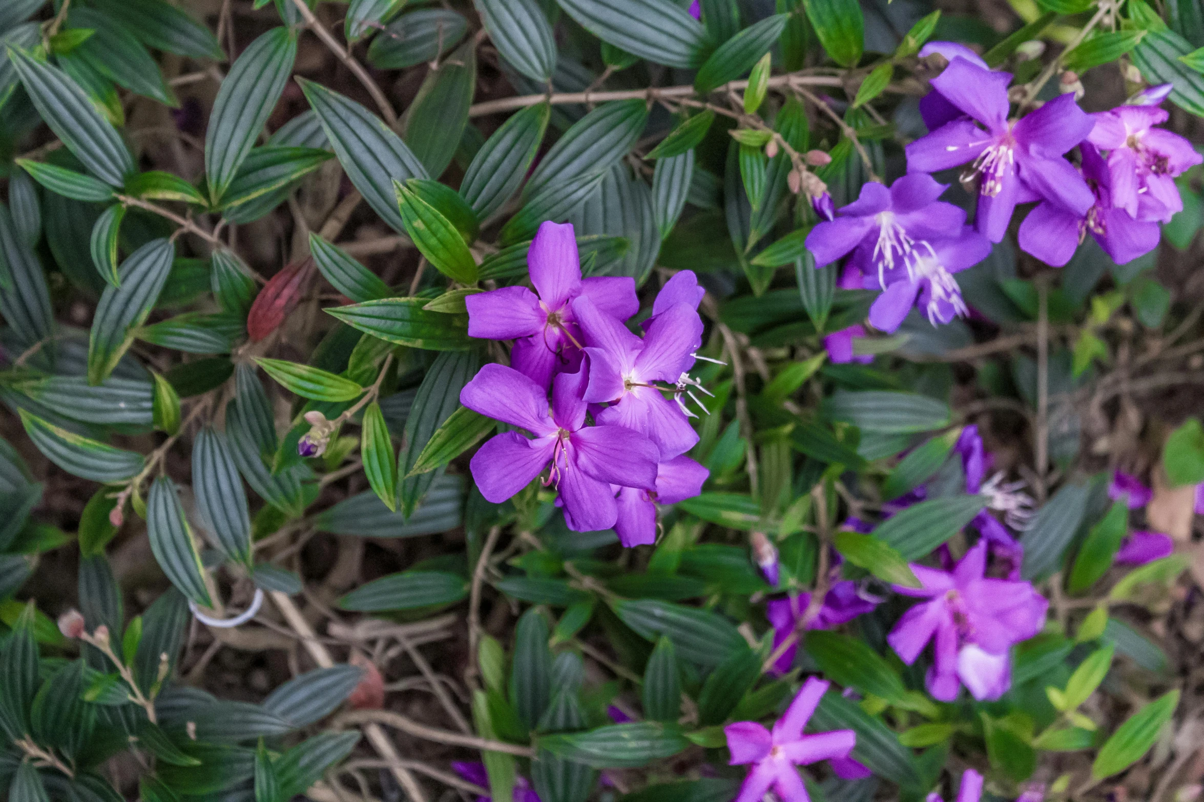 a group of purple flowers sitting on top of a lush green plant, wide overhead shot, arabella mistsplitter, vines and blue foliage, jasmine